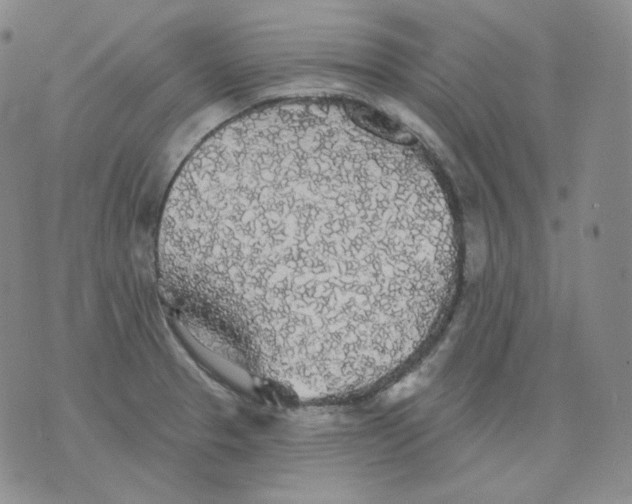 X0000076061329200610152153