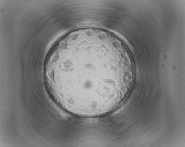 X0000076061333200610152153