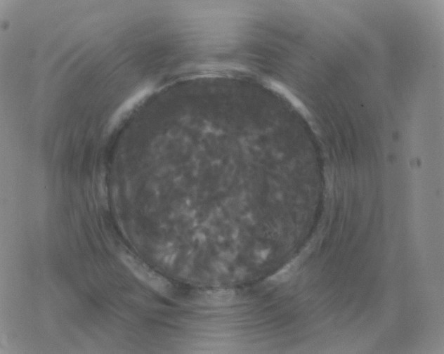 X0000076061403200610152151