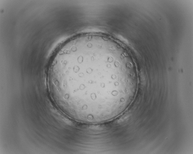 X0000076061408200610152151