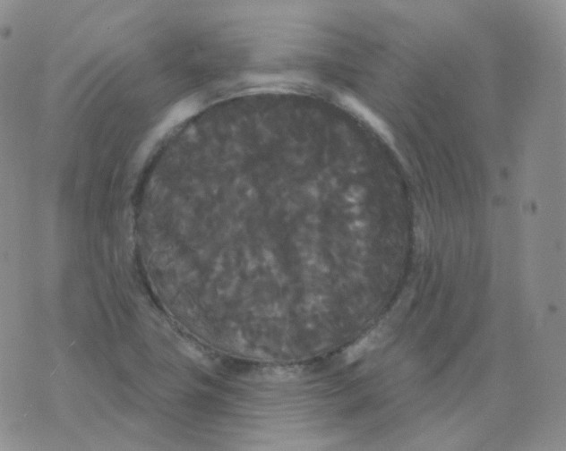 X0000076061411200610152151