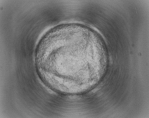 X0000076061416200610152151