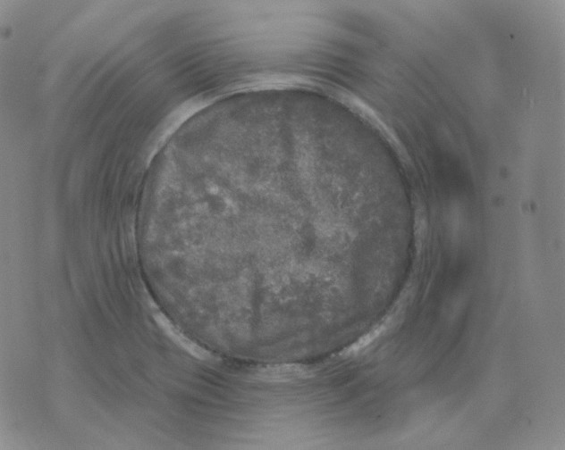 X0000076061417200610152151