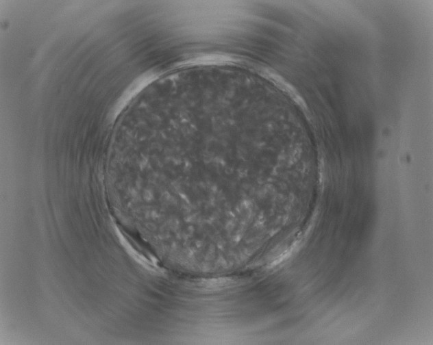 X0000076061425200610152151