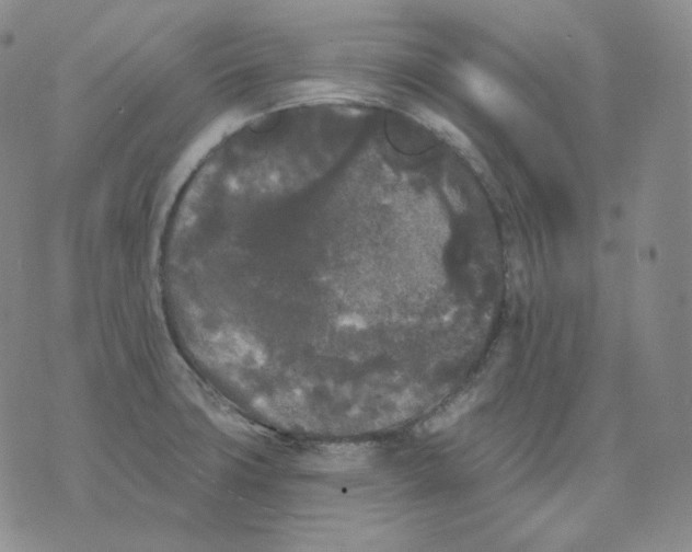 X0000076061427200610152151