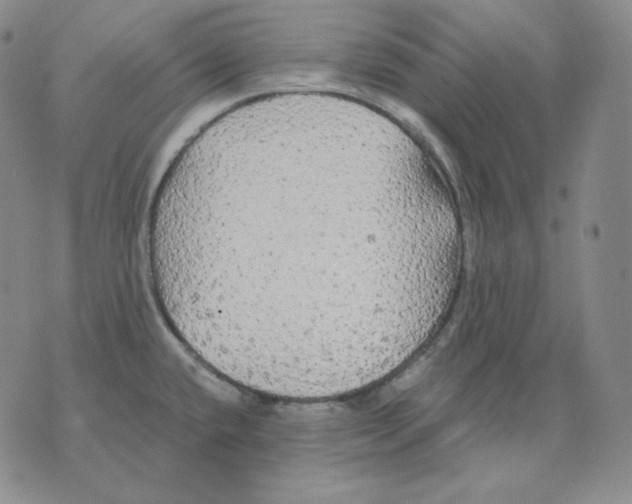 X0000076061432200610152151