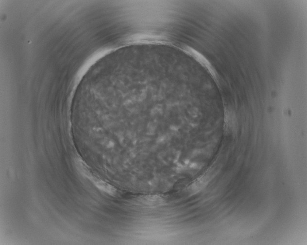 X0000076061435200610152151