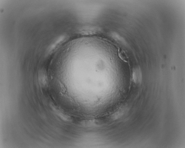 X0000076061444200610152150