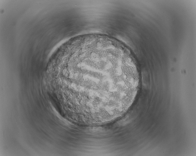 X0000076061452200610152150