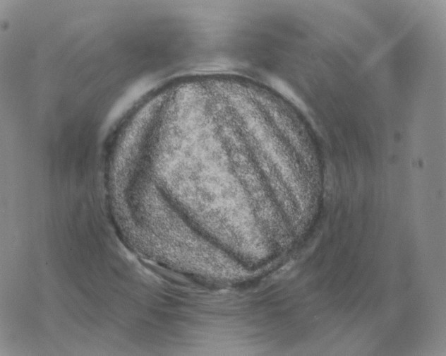 X0000076061456200610152150