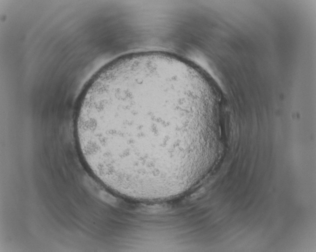 X0000076061460200610152150