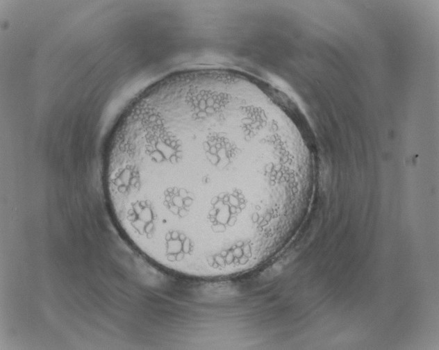 X0000076061464200610152150