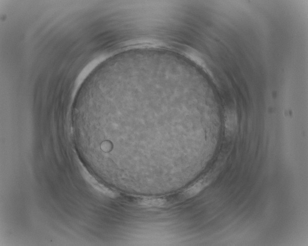 X0000076061466200610152150