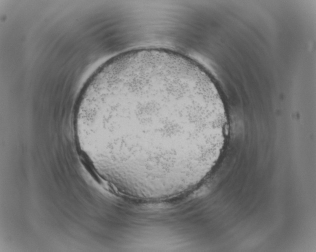 X0000076061468200610152150