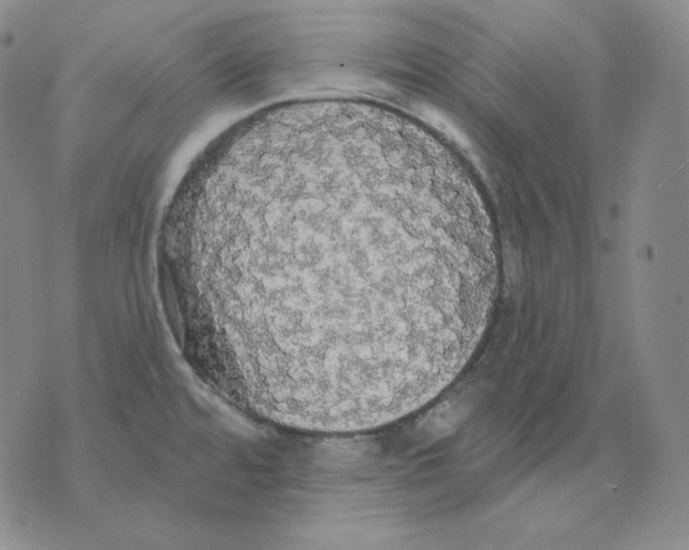 X0000076061480200610152150