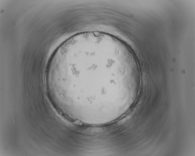 X0000076061517200610152149