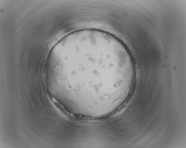 X0000076061521200610152149