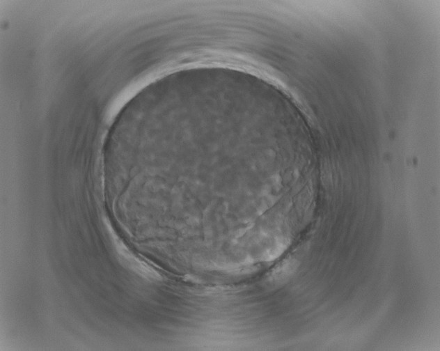 X0000076061522200610152149