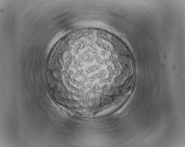 X0000076061529200610152150