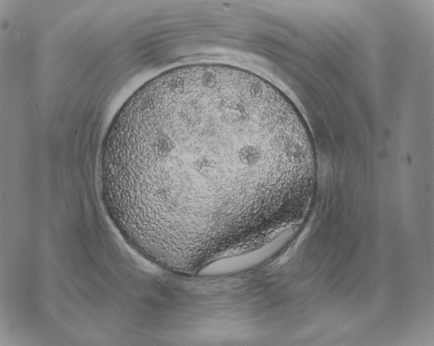 X0000076061533200610152150