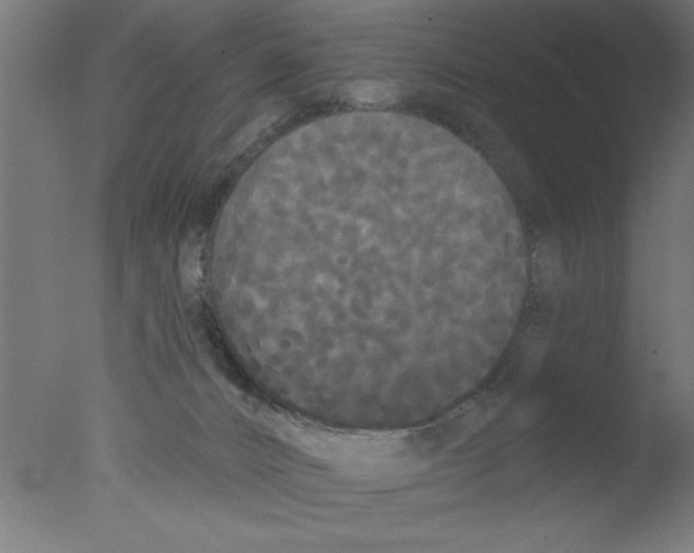 X0000076060032200610202000