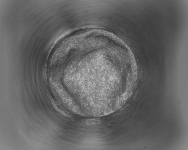 X0000076060050200610201958