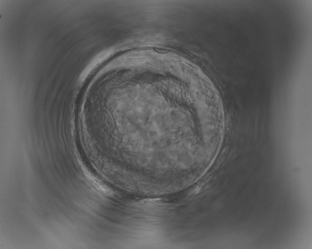 X0000076060054200610201959