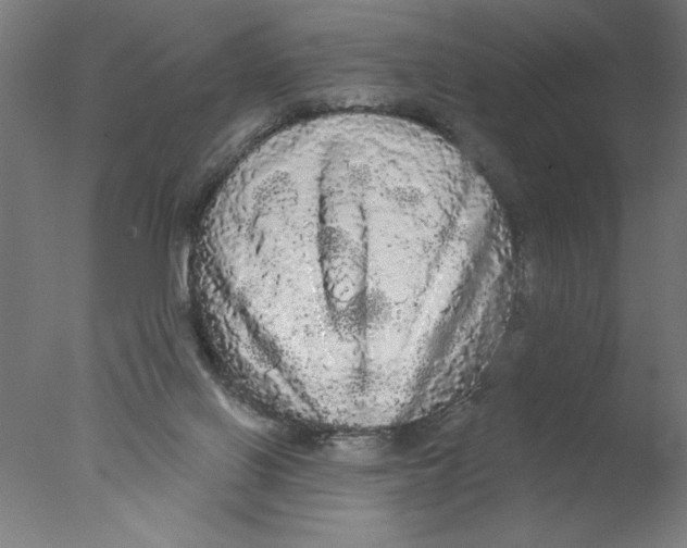 X0000076060070200610201959