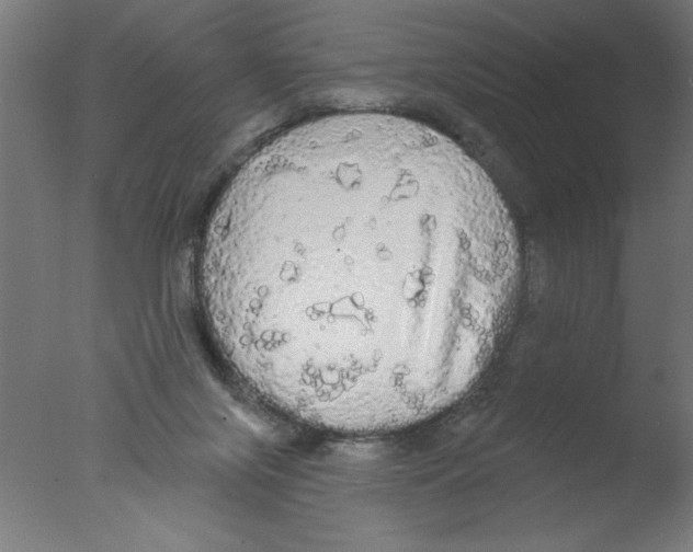 X0000076060071200610201959