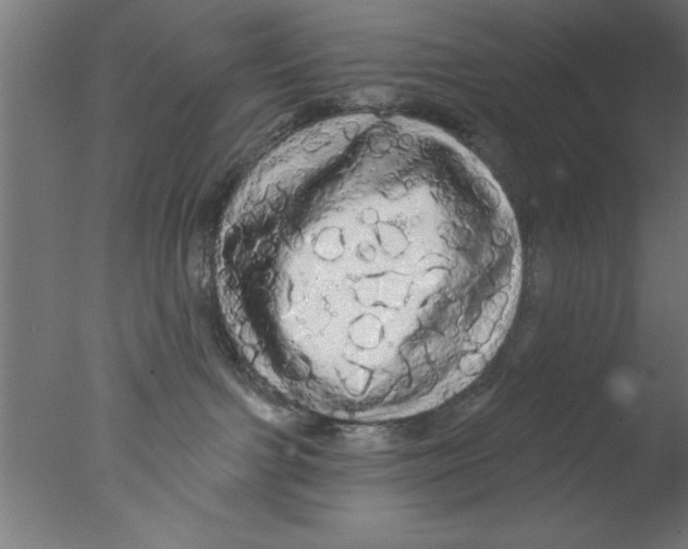 X0000076060091200610201959