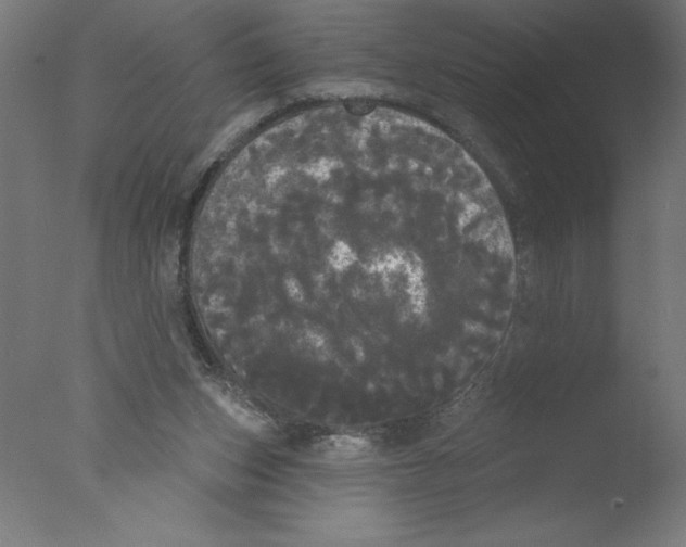 X0000076060159200610201957