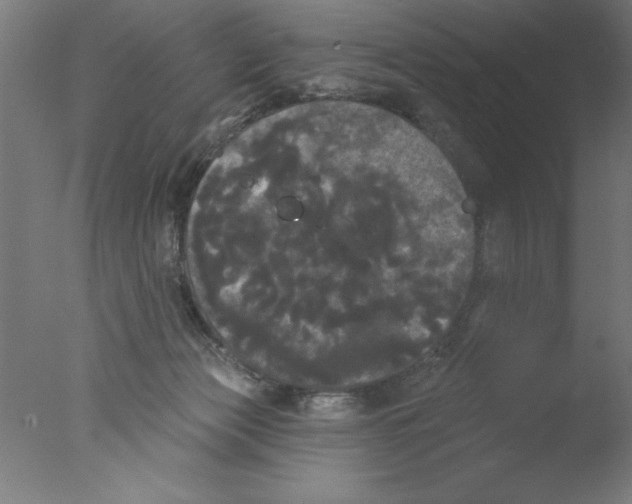 X0000076060173200610201957