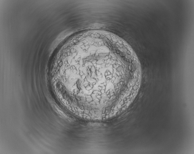 X0000076060242200610201955