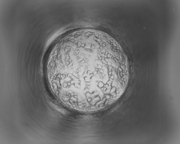 X0000076060246200610201955