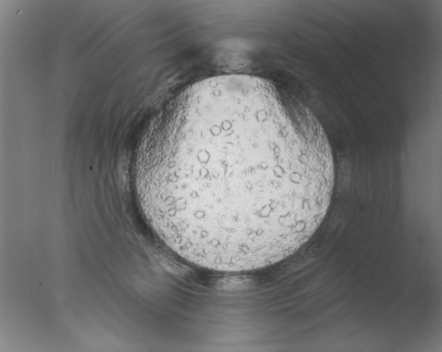 X0000076060274200610201956