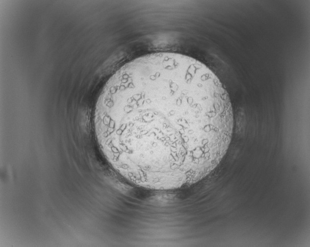 X0000076060278200610201956