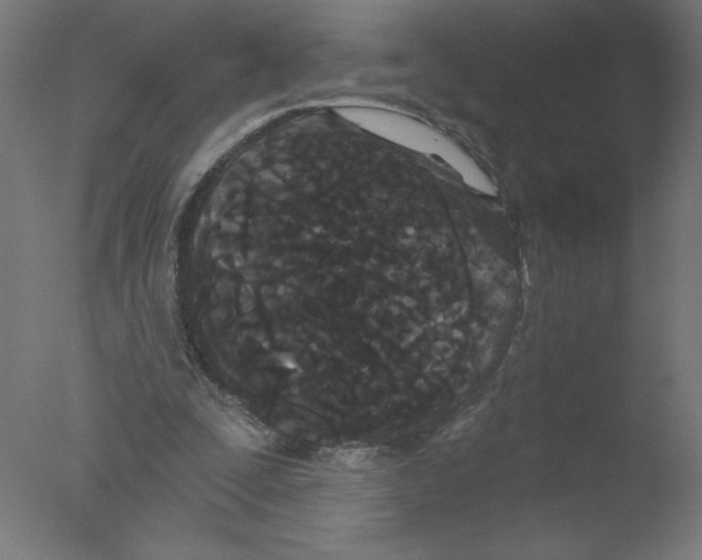 X0000076060295200610201955