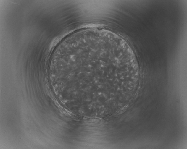 X0000076060337200610201954