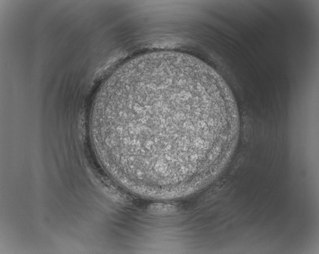 X0000076060354200610201954