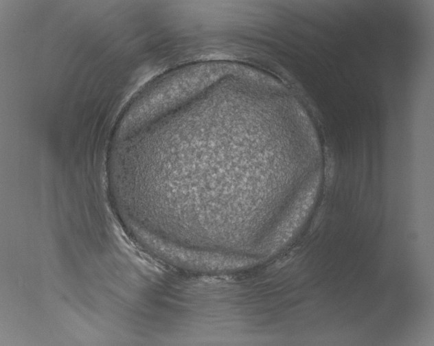 X0000076060386200610201954