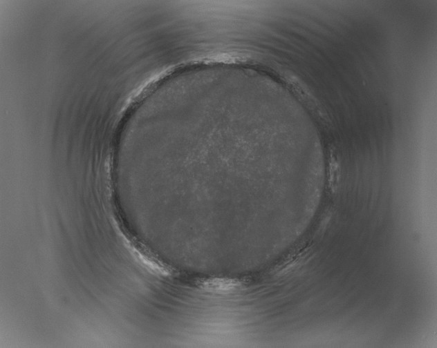 X0000076060444200610201952