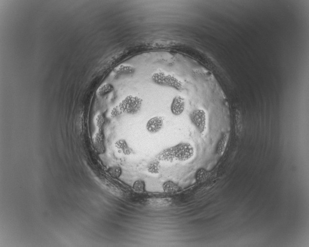 X0000076060451200610201952