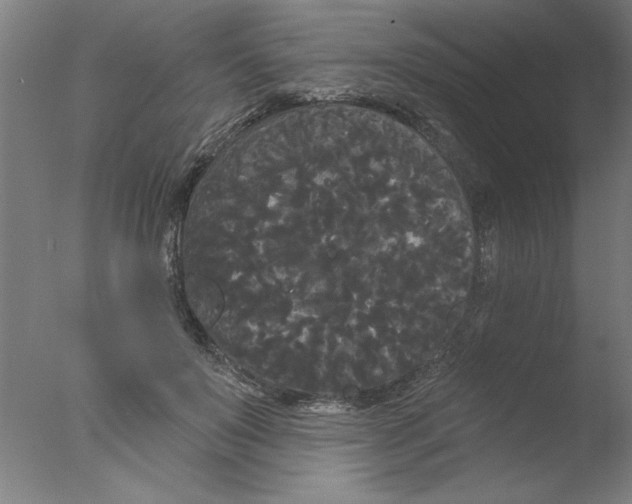 X0000076060503200610201952