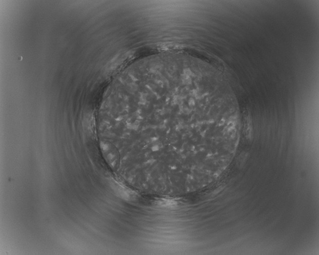 X0000076060523200610201951