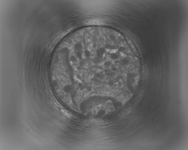 X0000076060529200610201950