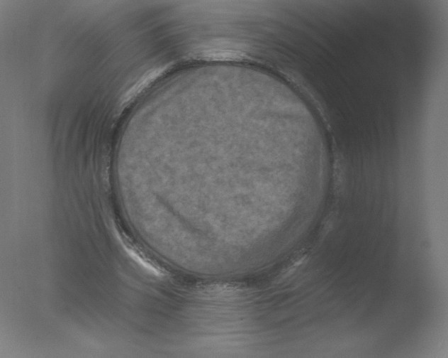 X0000076060533200610201950