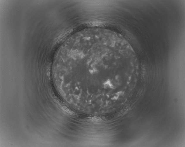 X0000076060545200610201951