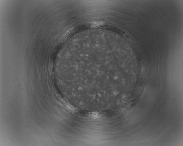 X0000076060565200610201951