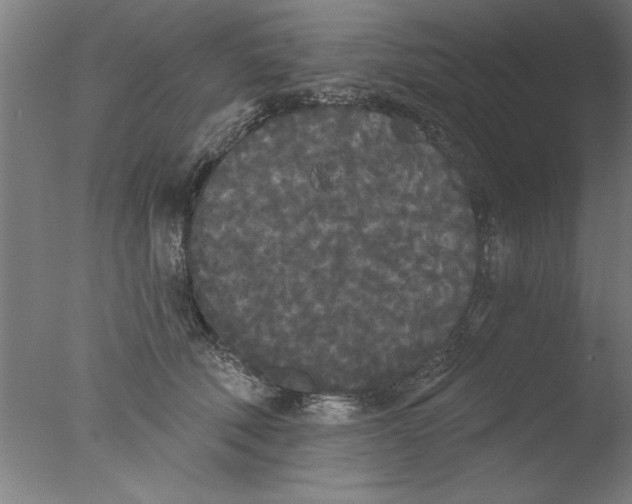 X0000076060610200610201950