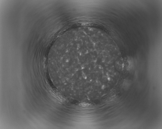 X0000076060650200610201949